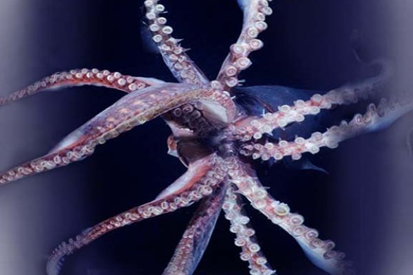 Kraken 19 at