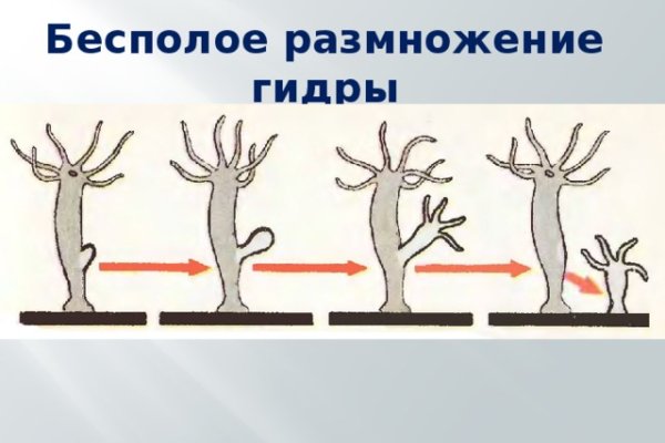 Кракен мп