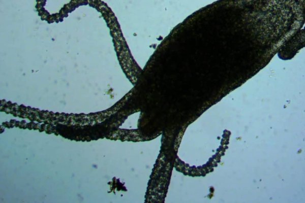 Kraken домен