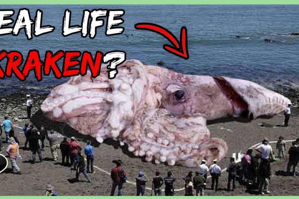 Кракен магазин krakens13 at